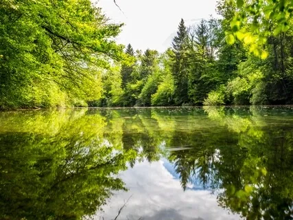 The Animal's Message