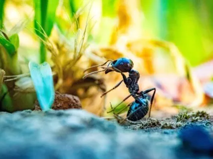 The Ant And The Grasshopper