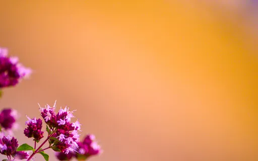 The Art & Practice Of Compassion