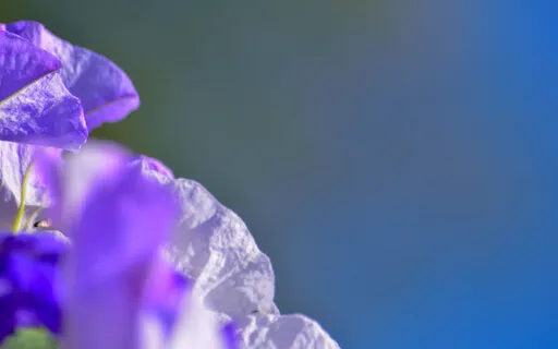 The Art And Practice Of Embracing & Allowing