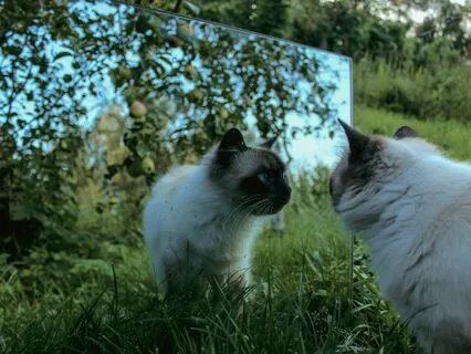 The Art Of Changing Perspectives | Mellow Vibes Lofi Beats