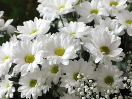 The Art Of Conscious Breathing : Guided Pranayama Experience