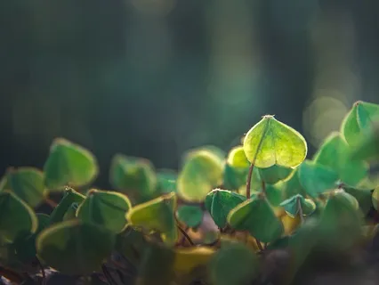 The Art Of Doing Nothing ~ Rest Into BEing