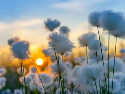 The Art Of Mindfulness 