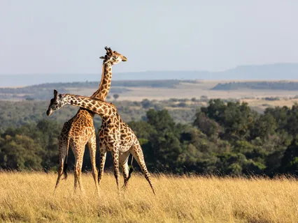 The Art Of Radical Acceptance