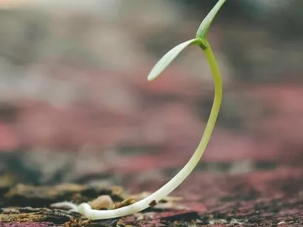 The Art Of Sacred Surrender: Let Go And Trust The Unfolding