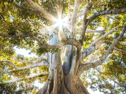 The Art Of Saying No: Protecting Your Energy