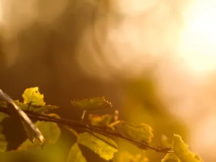 The Art Of The Body Scan