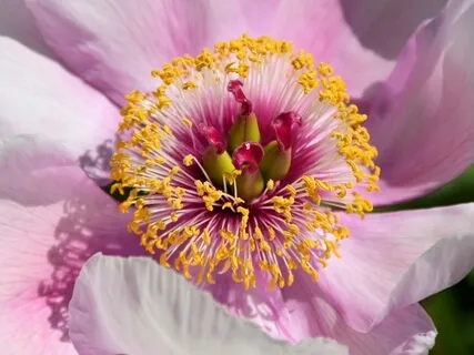 The Art Of Transcendence