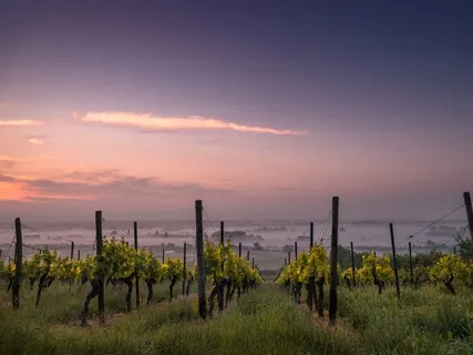 The Art Of Winefulness