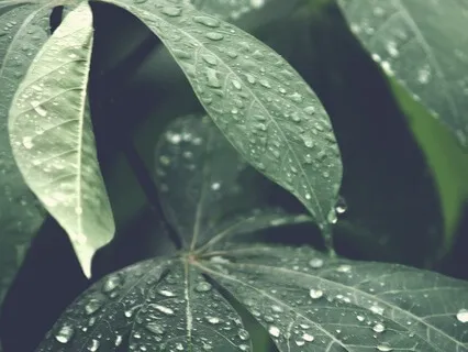 The Attitude Breathing Technique