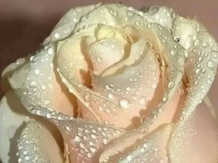 The Attitude Of Gratitude