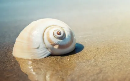 The Attitudes Of Mindfulness - Acceptance