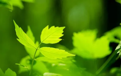 The Attitudes Of Mindfulness - Beginners Mind