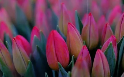 The Attitudes Of Mindfulness - Gratitude