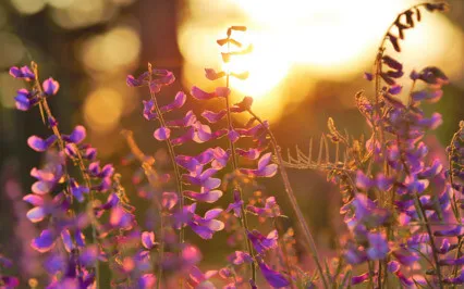 The Attitudes Of Mindfulness - Letting Go