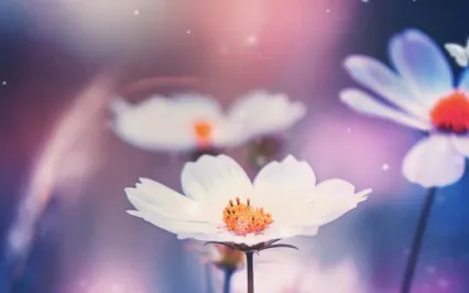 The Attitudes of Mindfulness - Non Striving