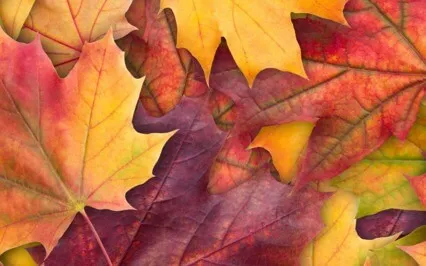 The Attitudes Of Mindfulness - Patience