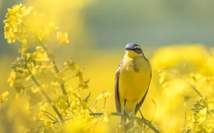 The Attitudes Of Mindfulness - Trust