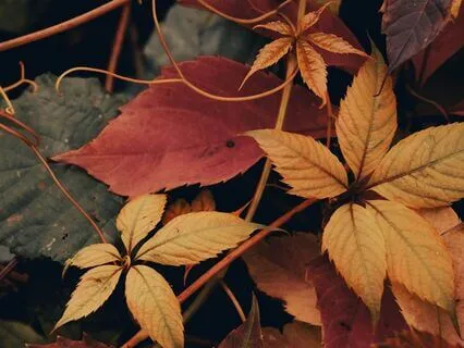 The Autumn Passage: A Lucid Dreaming Journey