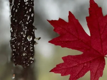 The Autumn Season