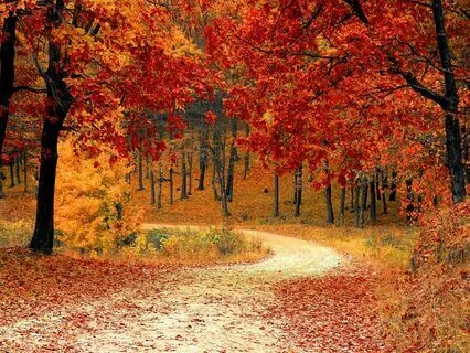 The Awakened Dreamer