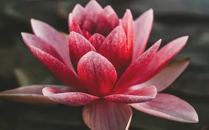 The Awakened Feminine (Medicine Woman)