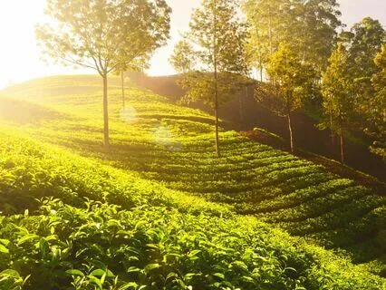 The Awakening Heart Sound Meditation