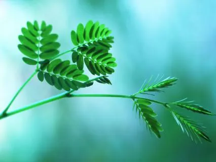 The Awakening of Gaia | Ambient Meditation Music