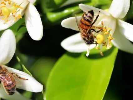 The Ballad Of The Bees