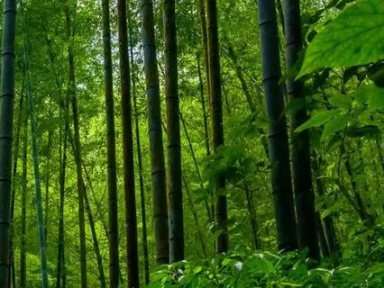 The Bamboo Forest: Flowing Like Water Ambiance