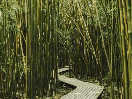 The Bamboo Tree: A Taoist Reflection On Patience And Trust