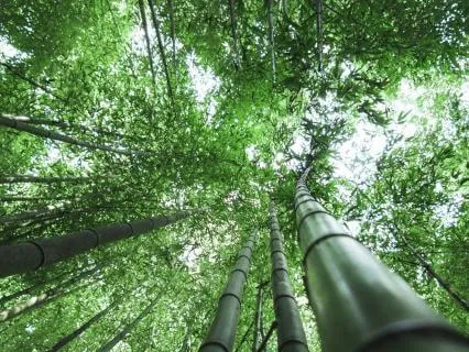 The Bamboo Tree: Taoist Reflection On Patience And Trust