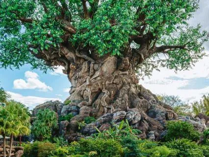 The Baobab Tree: Beauty You Don't See, A Taoist Reflection