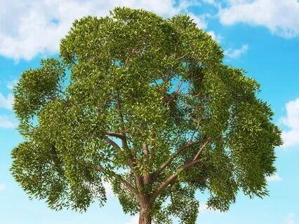 The Base Chakra Pillar