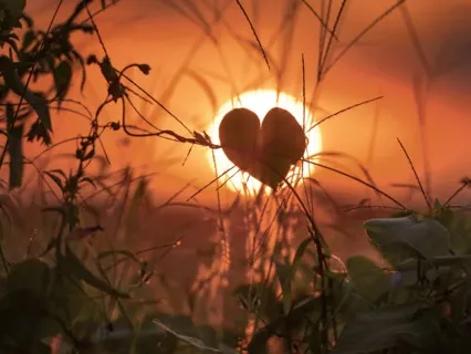 The Base Of The Heart