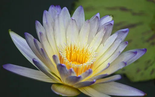 The Beauty Of Darkness