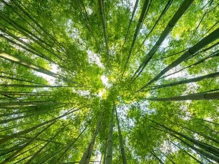 The Beauty Of Nature Meditation