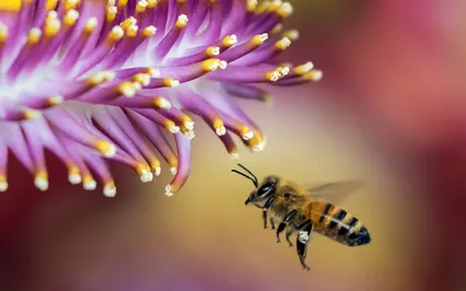 The Bee Who Flew Too Much