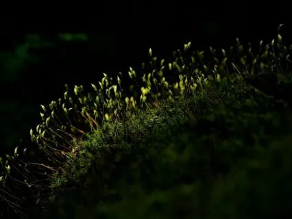 The Best Sleep Music In The World