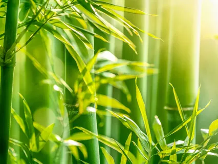 The Big Fat Lie You've Been Telling Yourself