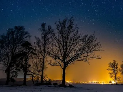 The Birch And The Star