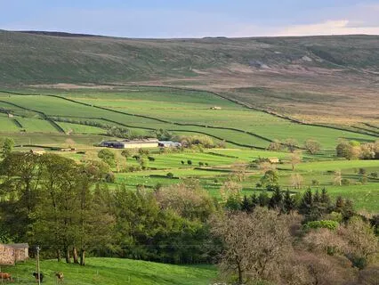 The Birds, They Sing - Simple Resonant Harp & Birdsong