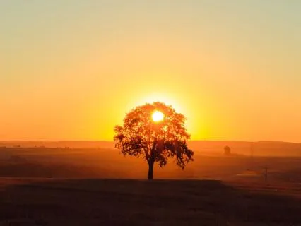 The Birdsong Reset: Calm & Focus Meditation For Kids