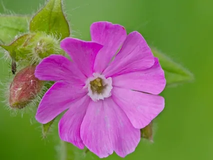 Day 19 - The Bittersweet Reality Of Support - April 01