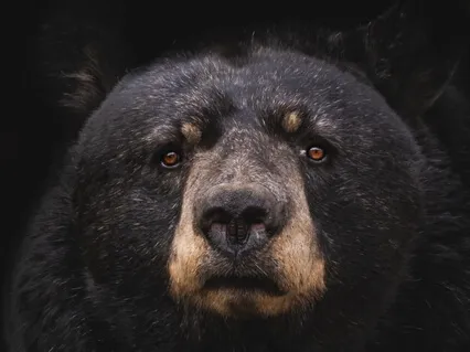 The Black Bear - Healing Emotional Trauma