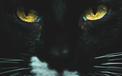 The Black Cat By Edgar Allan Poe