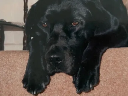 The Black Labrador