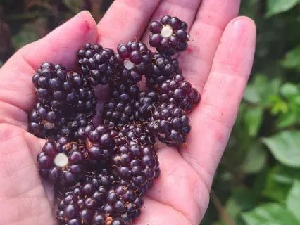 The Blackberry