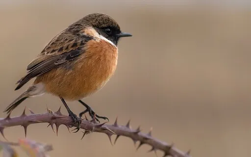 The Blessing Behind Getting Triggered